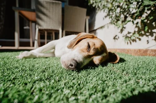 Pet Turf in Georgia: Drainage, Odor, and What Dogs Actually Need