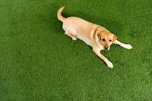 Pet Turf / Césped para Mascotas
