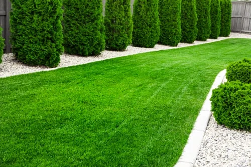 Synthetic Lawn / Césped Sintético